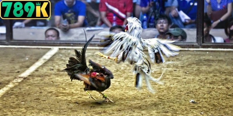 Giải mã định nghĩa Đá Gà Cựa Dao là gì chuẩn